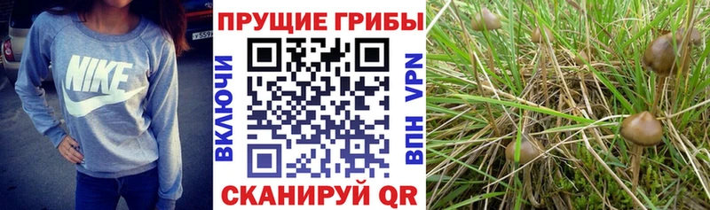 Псилоцибиновые грибы Magic Shrooms  цены наркотик  Кострома 